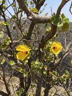 Image of Hibiscus diriffan A. G. Mill.