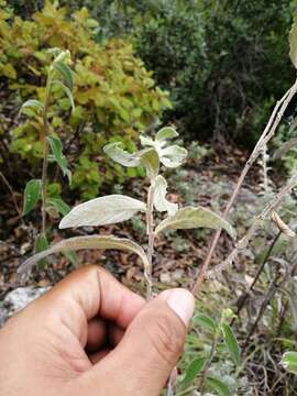 Image of Verbesina sericea Kunth & Bouche