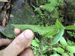 Image of Dryopteris podophylla (Hook.) O. Kuntze