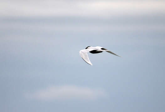 Image of Black-naped Tern