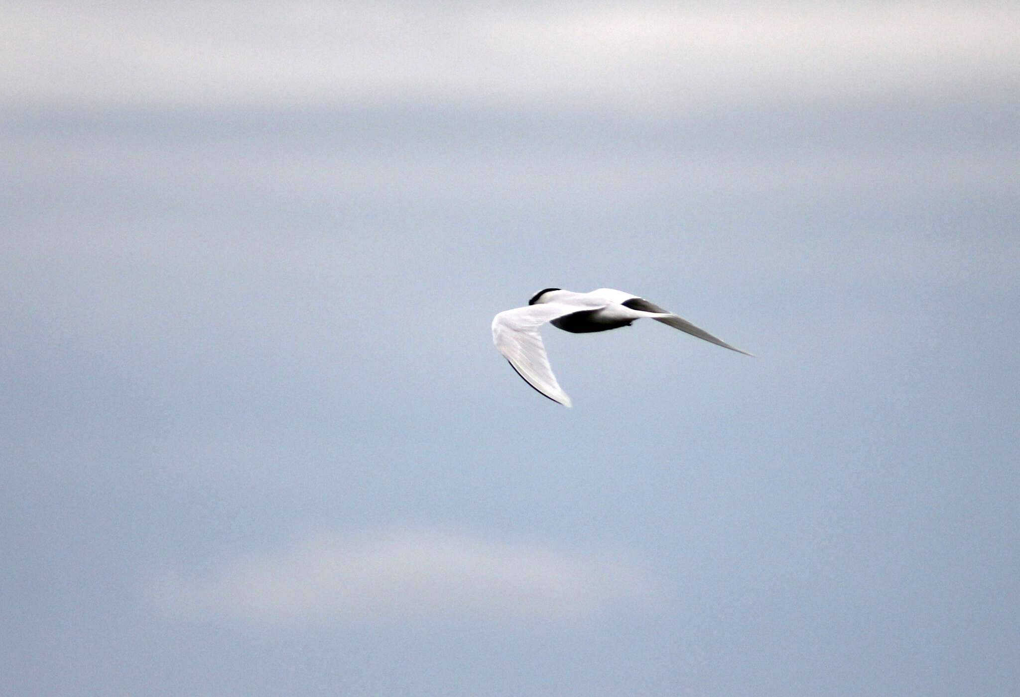 Image of Black-naped Tern