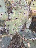 Plancia ëd Opuntia chlorotic ringspot virus