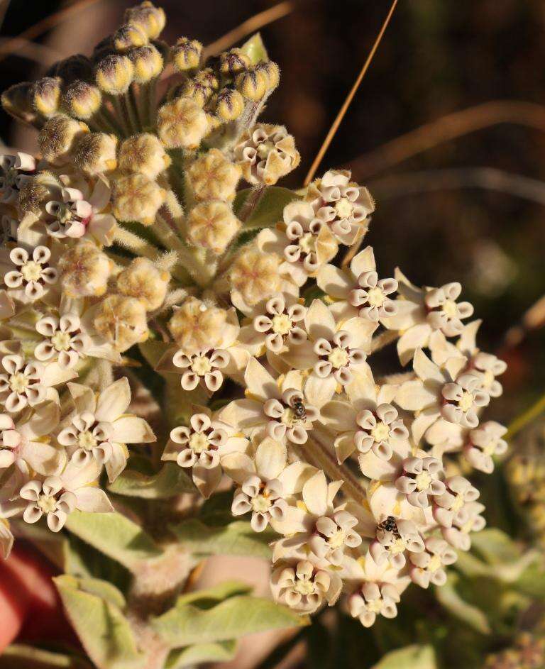 Image of Mountain milkbush