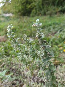 Imagem de Teucrium scordium subsp. scordioides (Schreb.) Arcang.