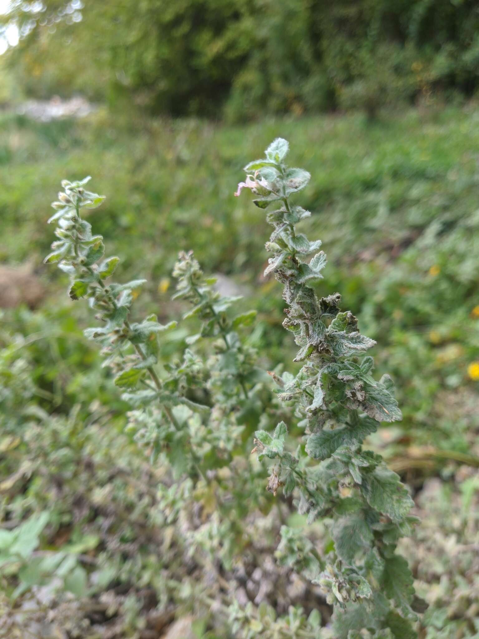 Imagem de Teucrium scordium subsp. scordioides (Schreb.) Arcang.