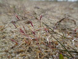 Image of early sand-grass