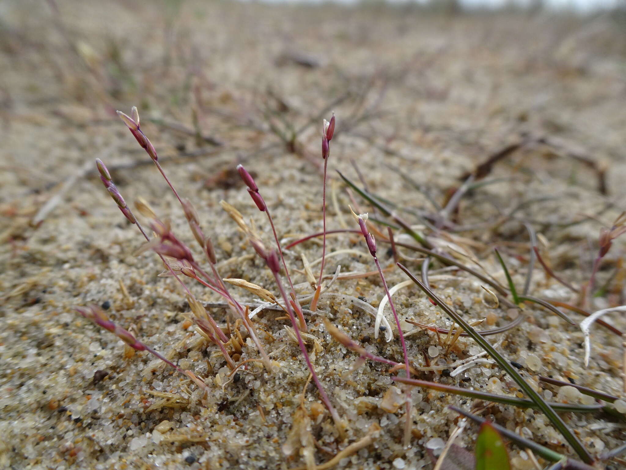 Imagem de Mibora minima (L.) Desv.