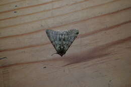 Image of pale brindled beauty