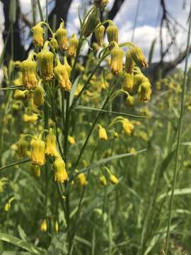 Plancia ëd Senecio pudicus Greene