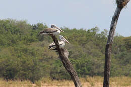 صورة Pelecanus philippensis Gmelin & JF 1789