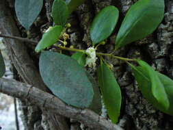 Image of Ilex brandegeeana Loes.