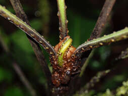 Image of Ravine Mid-Sorus Fern