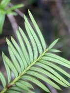 Image of Florida Yew