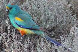 Image of Many-coloured Parakeet