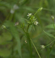 Image of Sitka starwort