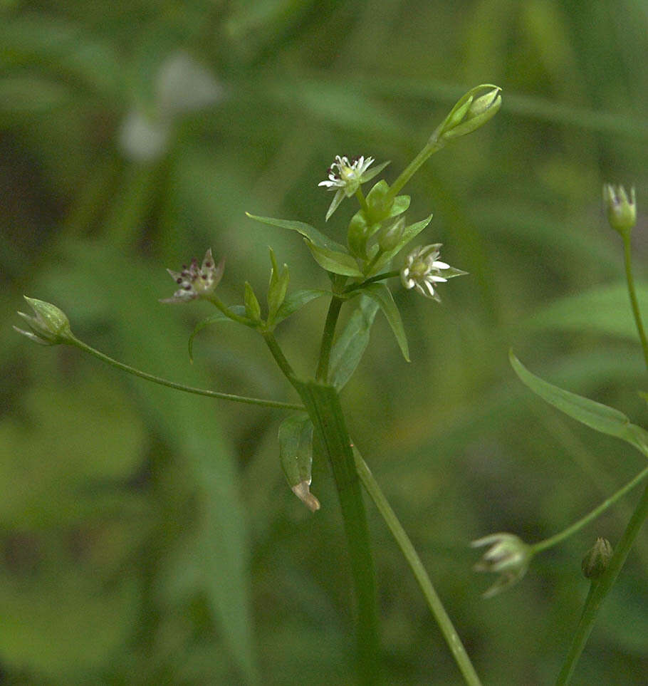 Image of Sitka starwort