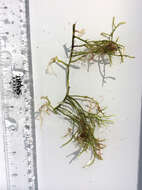 Image of cactus tree alga