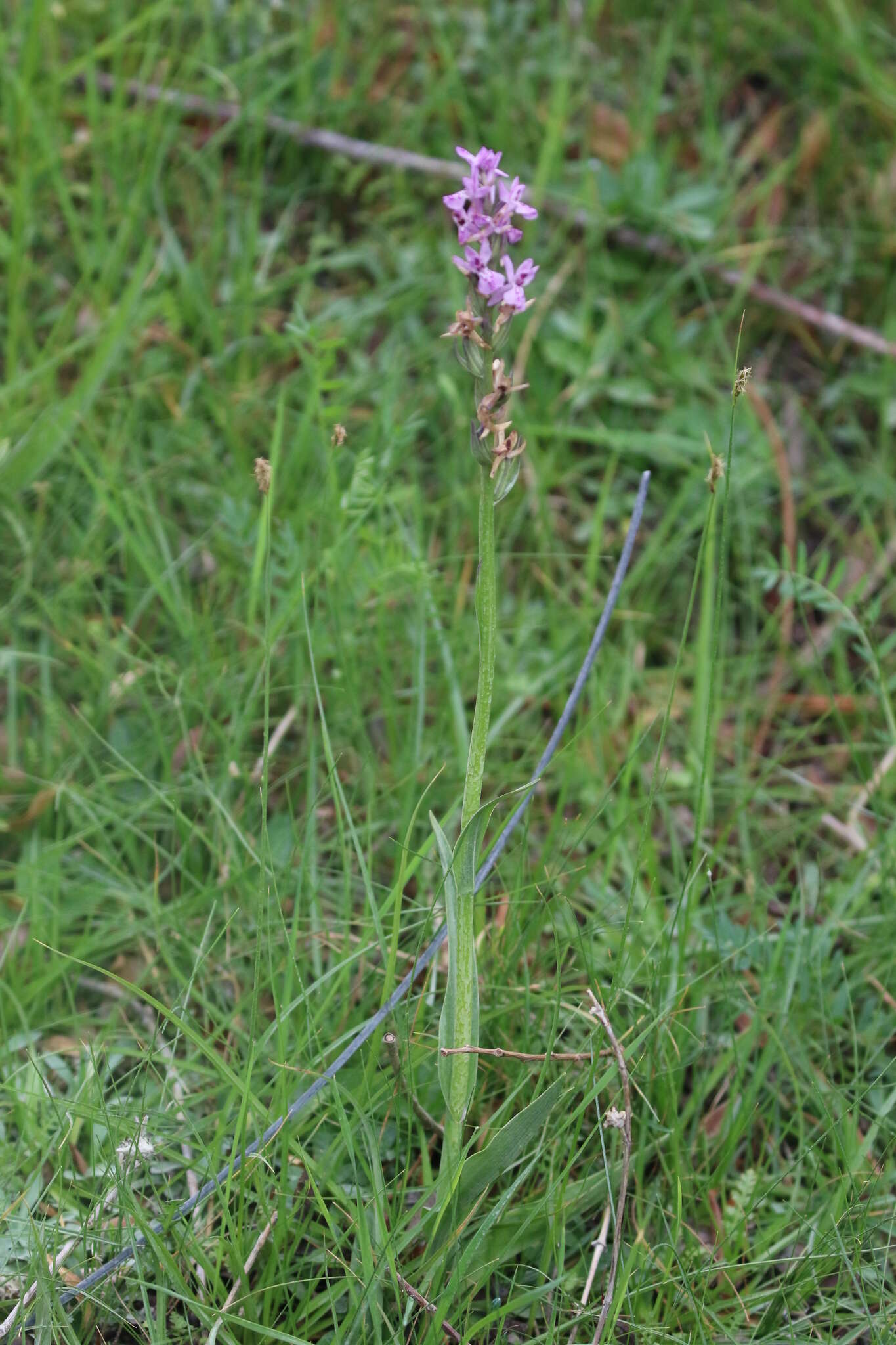 Image of Dactylorhiza hatagirea (D. Don) Soó