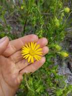 Image of scrubland goldenaster