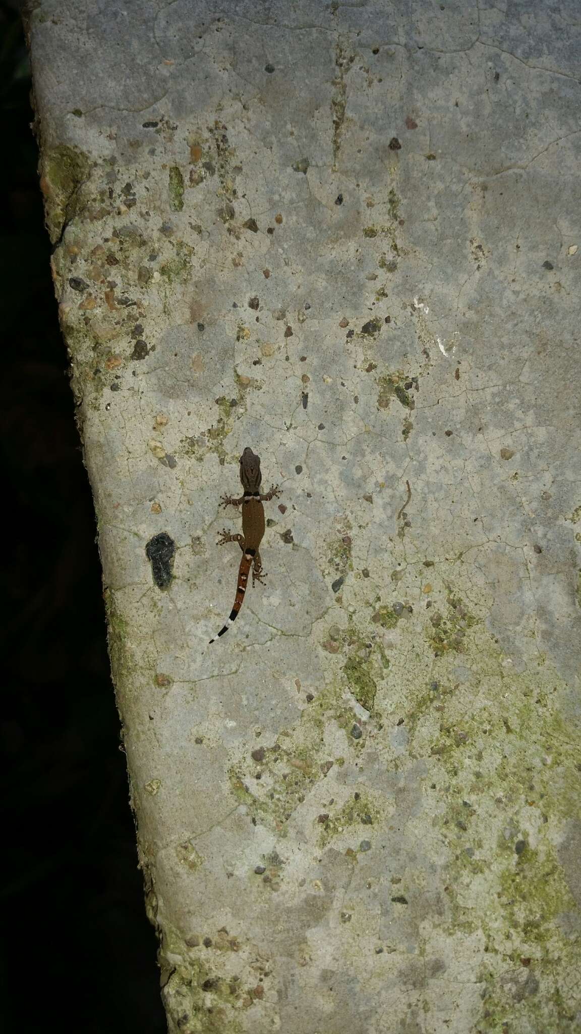 Image of Spotted Least Gecko