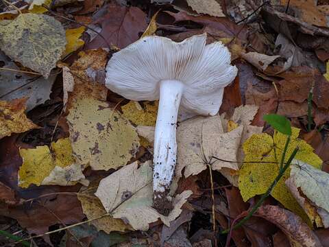 Image of Tricholoma subresplendens (Murrill) Murrill 1914