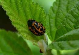 Sivun Calligrapha (Calligrapha) fulvipes Stål 1859 kuva