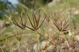 Image de Scandix macrorhyncha C. A. Mey.