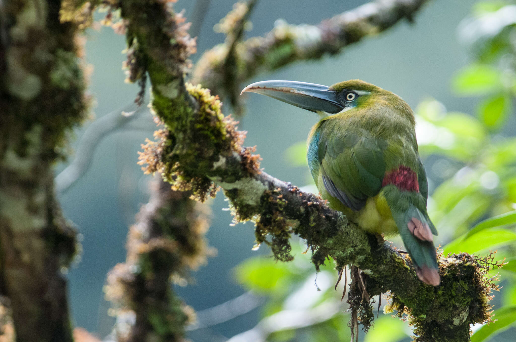 Image of Blue-banded Toucanet