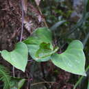 صورة Clematis akoensis Hayata