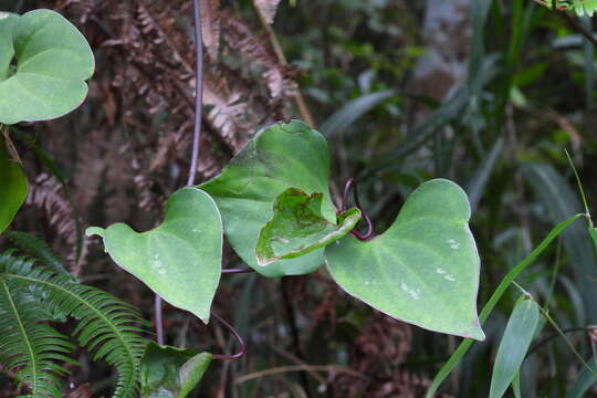 Image of Clematis akoensis Hayata