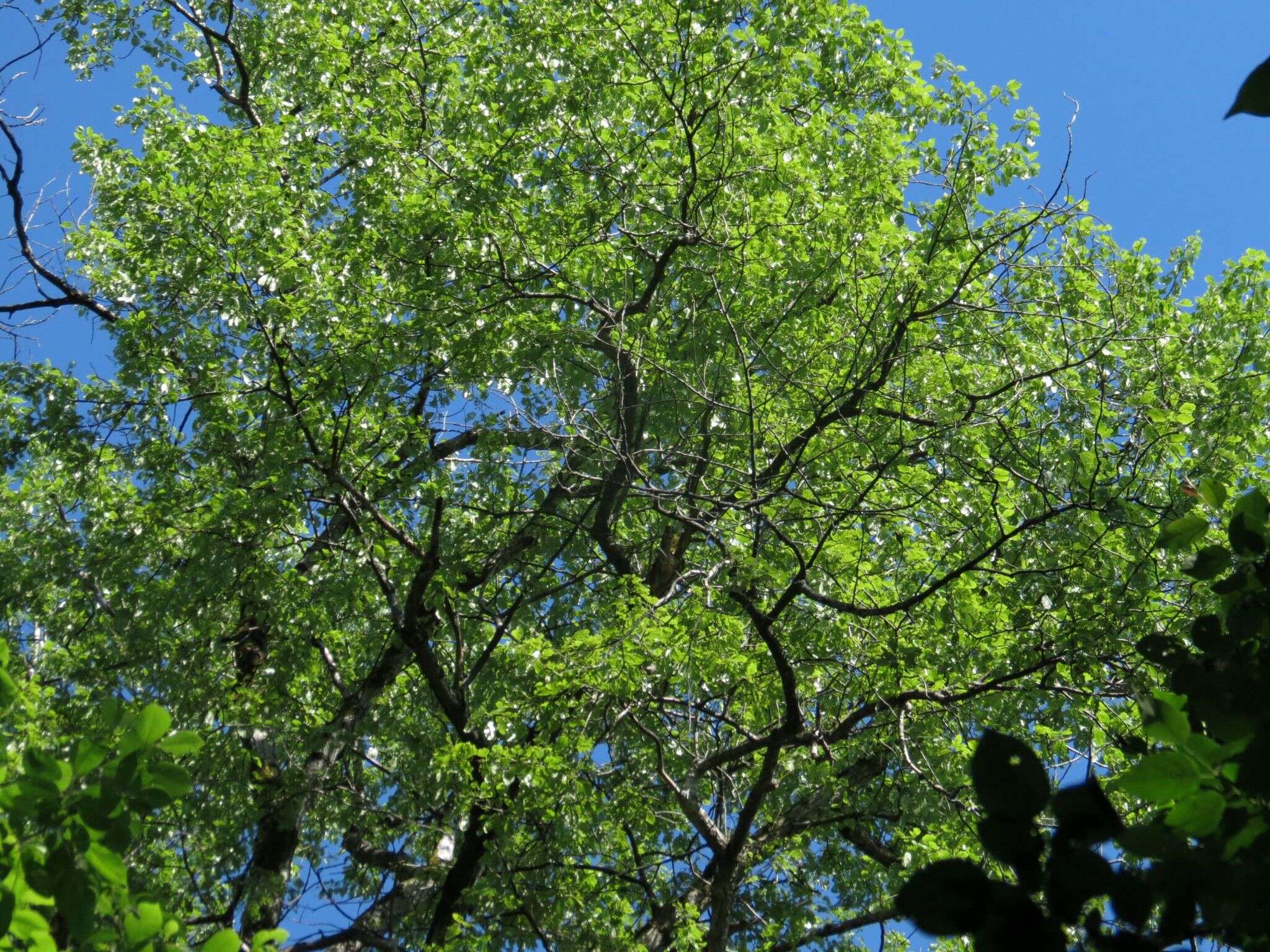 Image of Japanese poplar