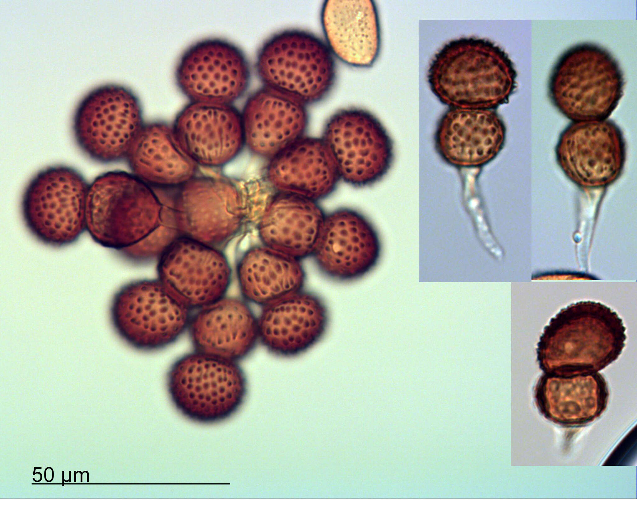 Image of Tranzschelia discolor (Fuckel) Tranzschel & M. A. Litv. 1939