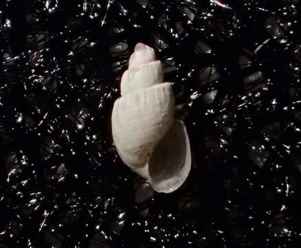 Image of Odostomia turricula Dall & Bartsch ex Arnold 1903