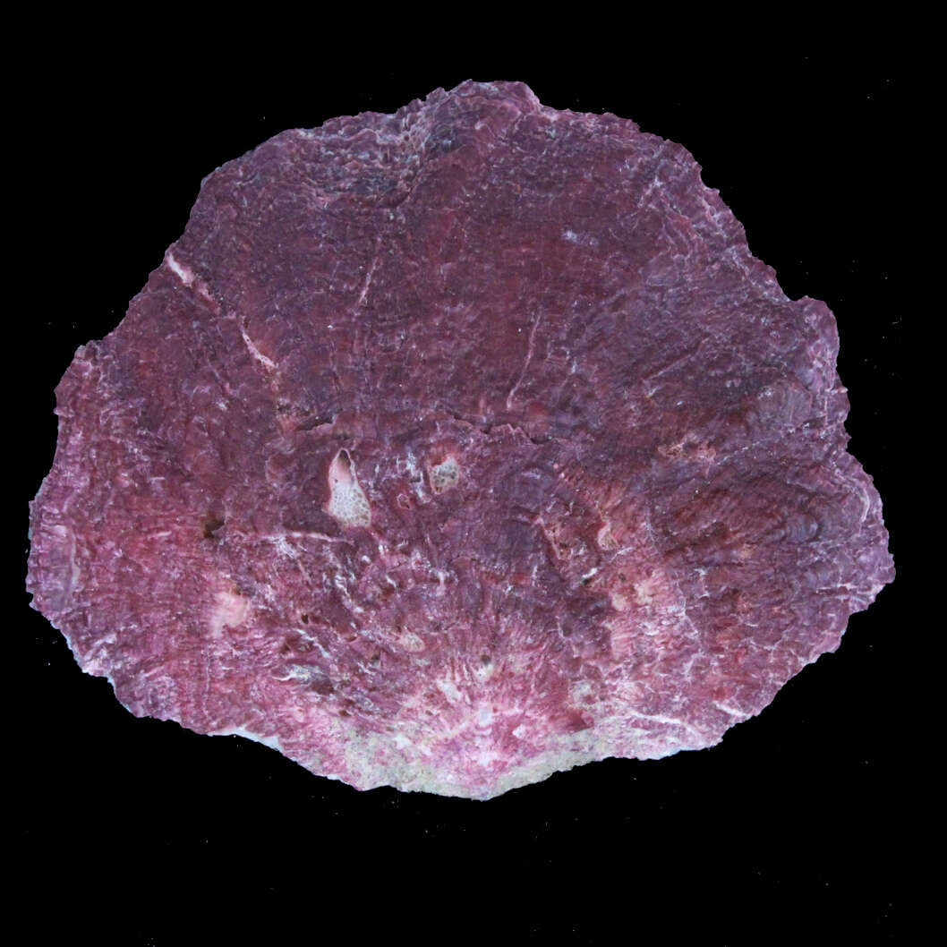 Image of Hyotissa mcgintyi (Harry 1985)