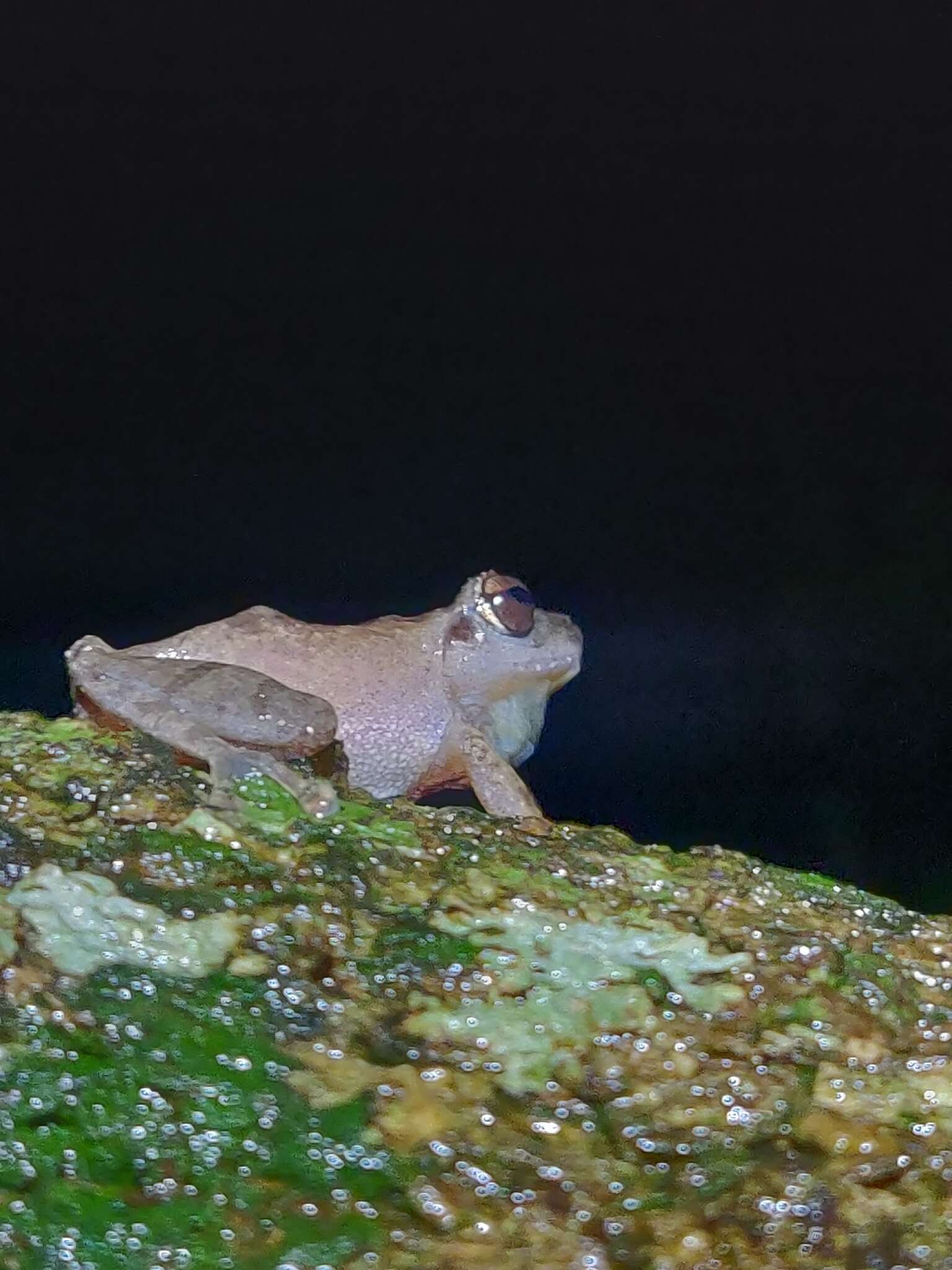 Image of Pseudophilautus amboli (Biju & Bossuyt 2009)