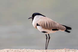 Image of River Lapwing