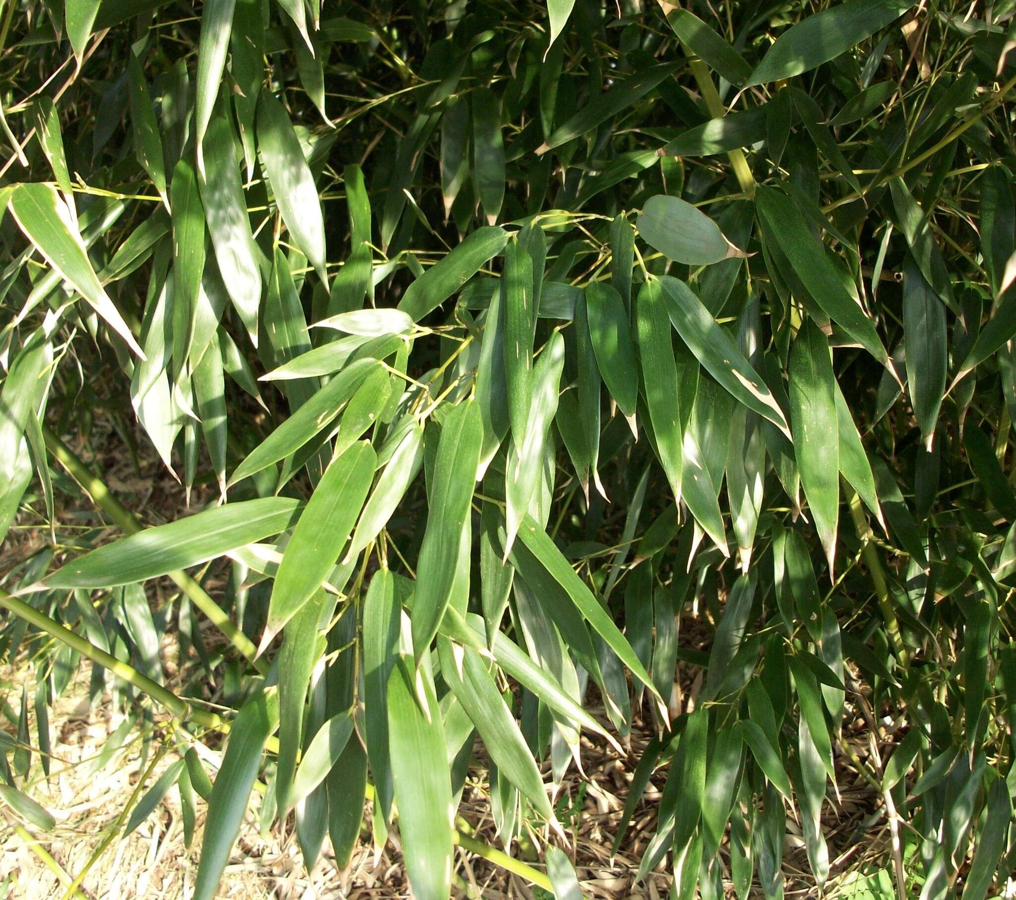 Phyllostachys aurea (André) Rivière & C. Rivière resmi