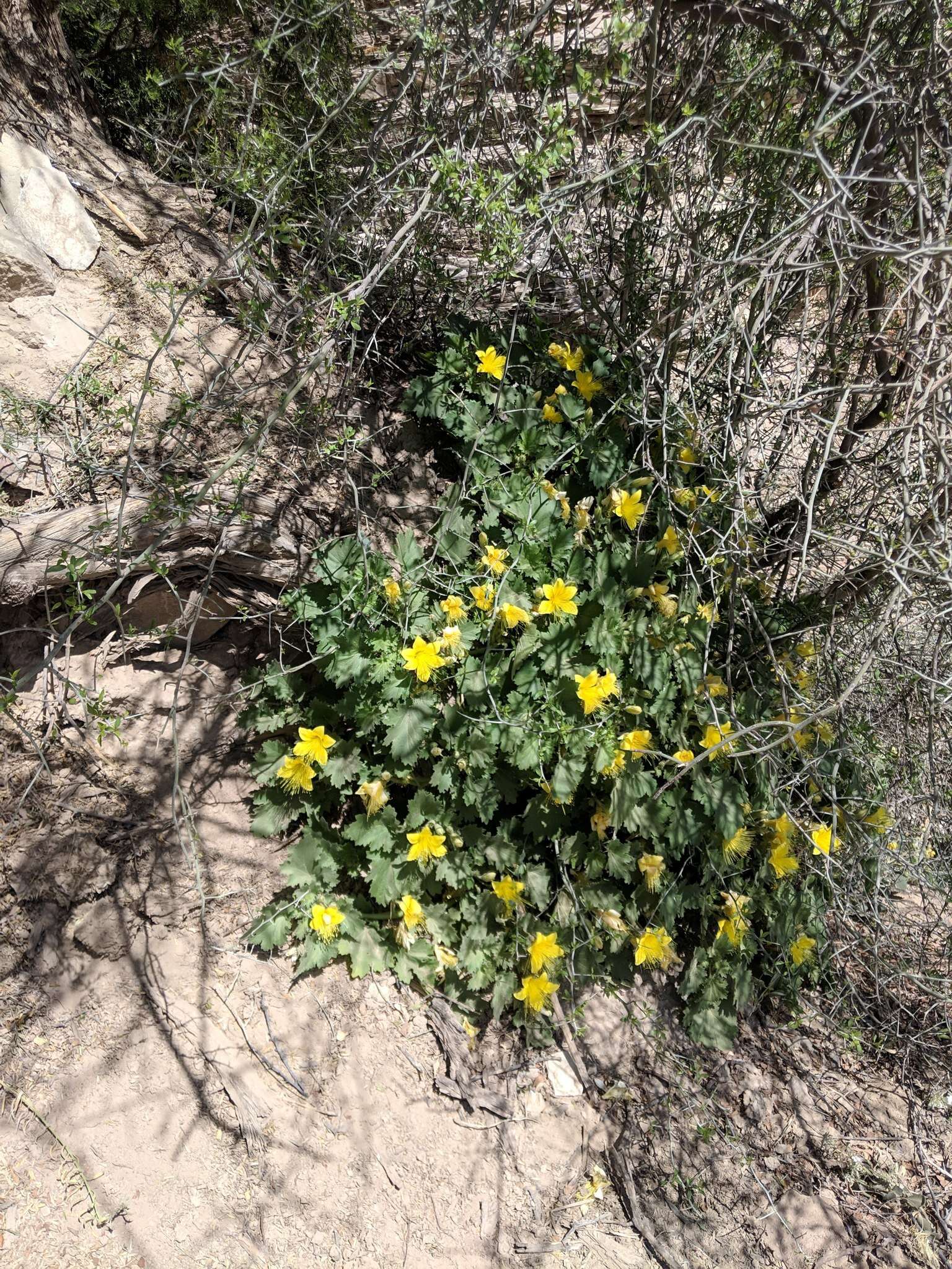 Image of yellow stingbush