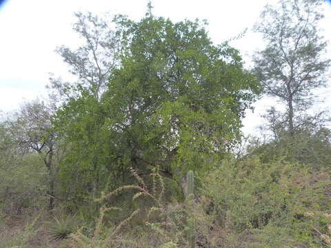 Image of Anisocapparis Cornejo & Iltis 2008