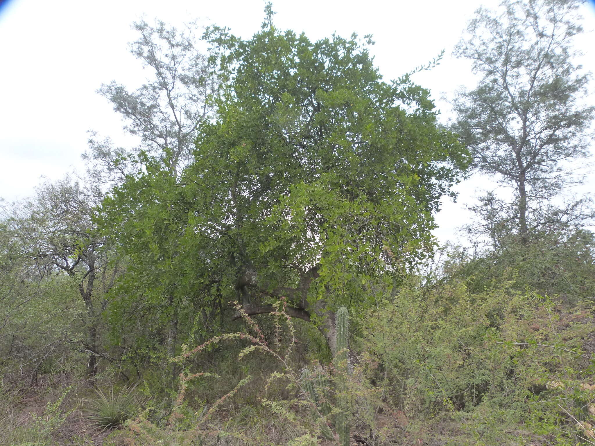 Image of Anisocapparis speciosa (Griseb.) Cornejo & Iltis