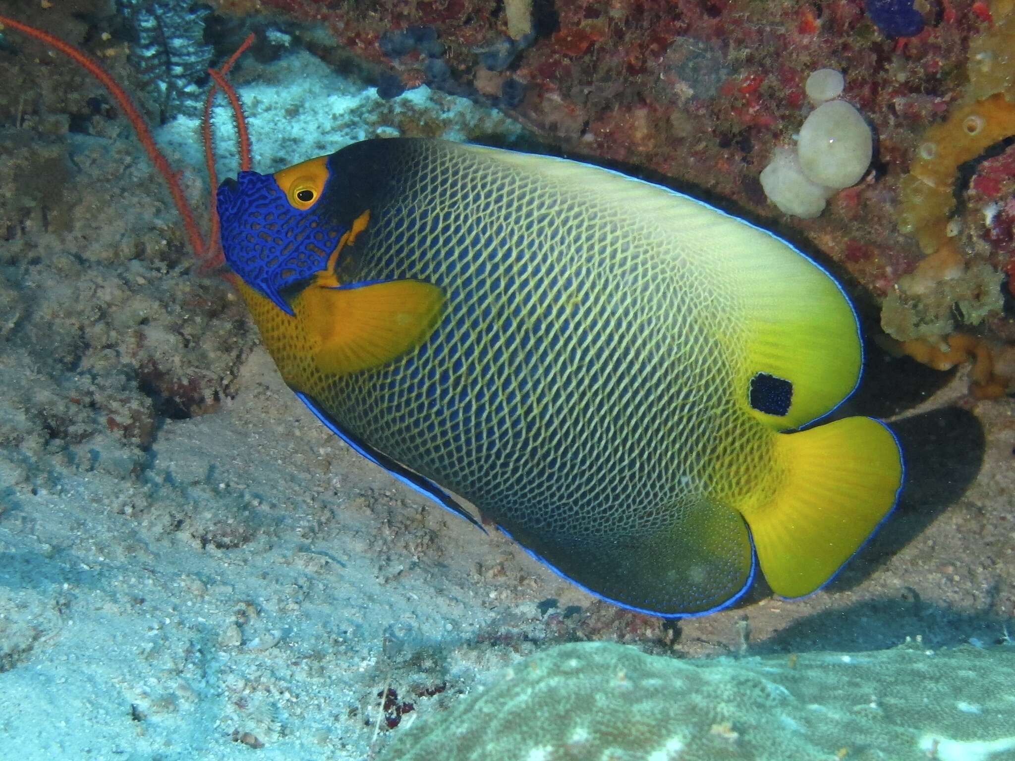 Image of Blue-face Angelfish