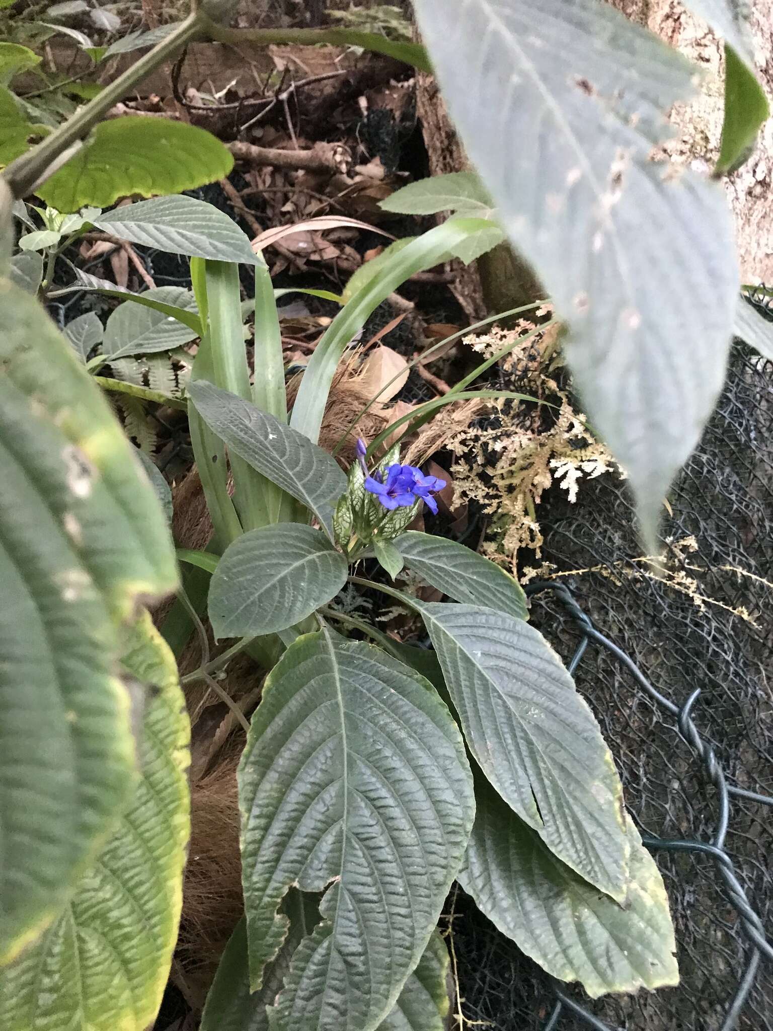 Image of blue-sage