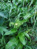 Image of Bistorta officinalis subsp. carnea (C. Koch) Sojak.