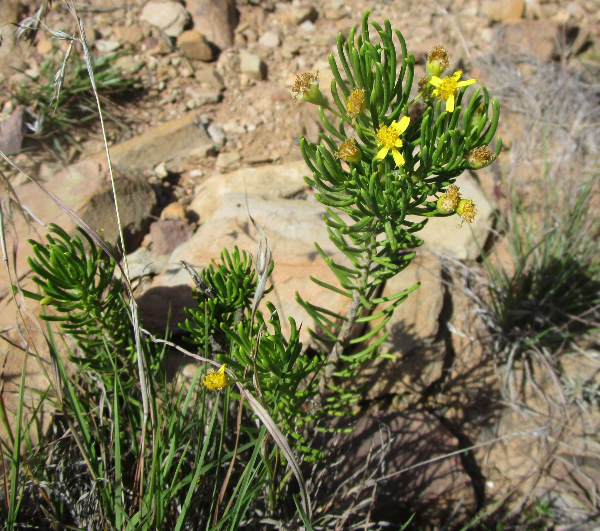 Image of Euryops spathaceus DC.