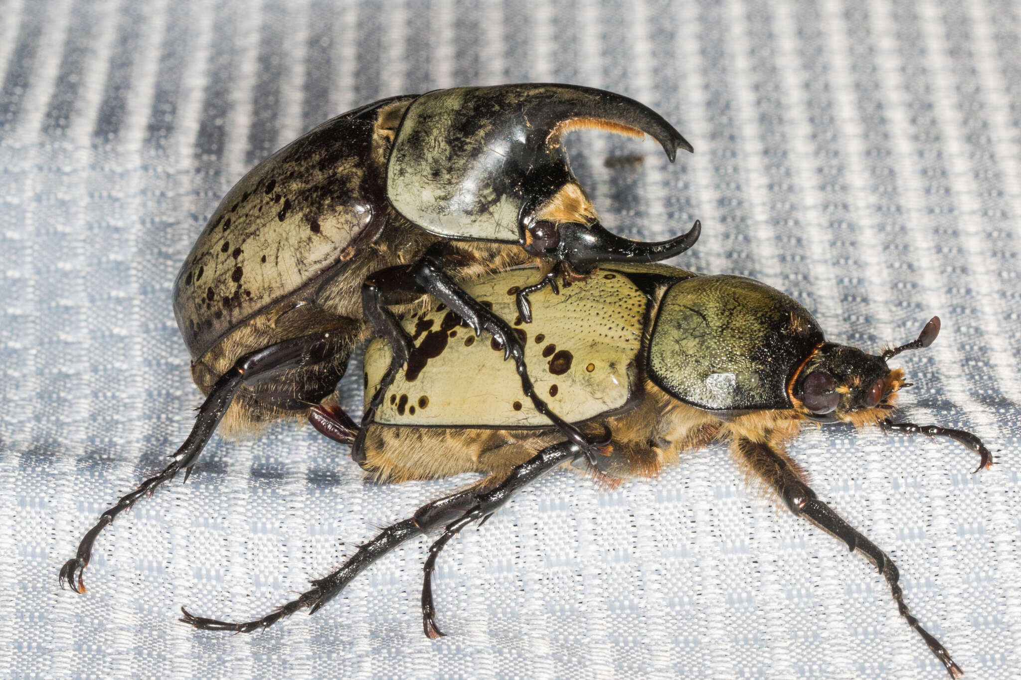 Dynastes grantii Horn 1870 resmi