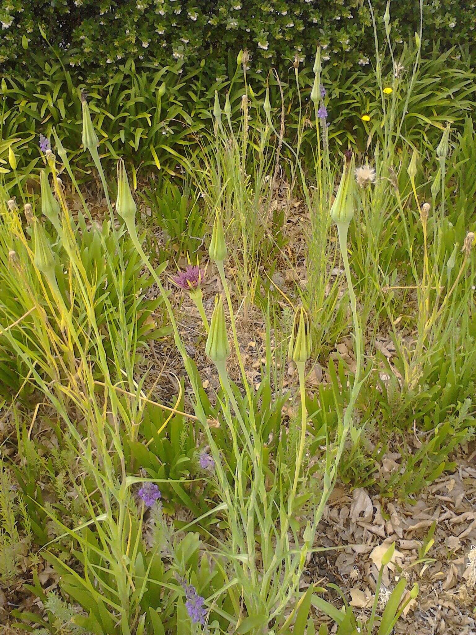 Image of salsify