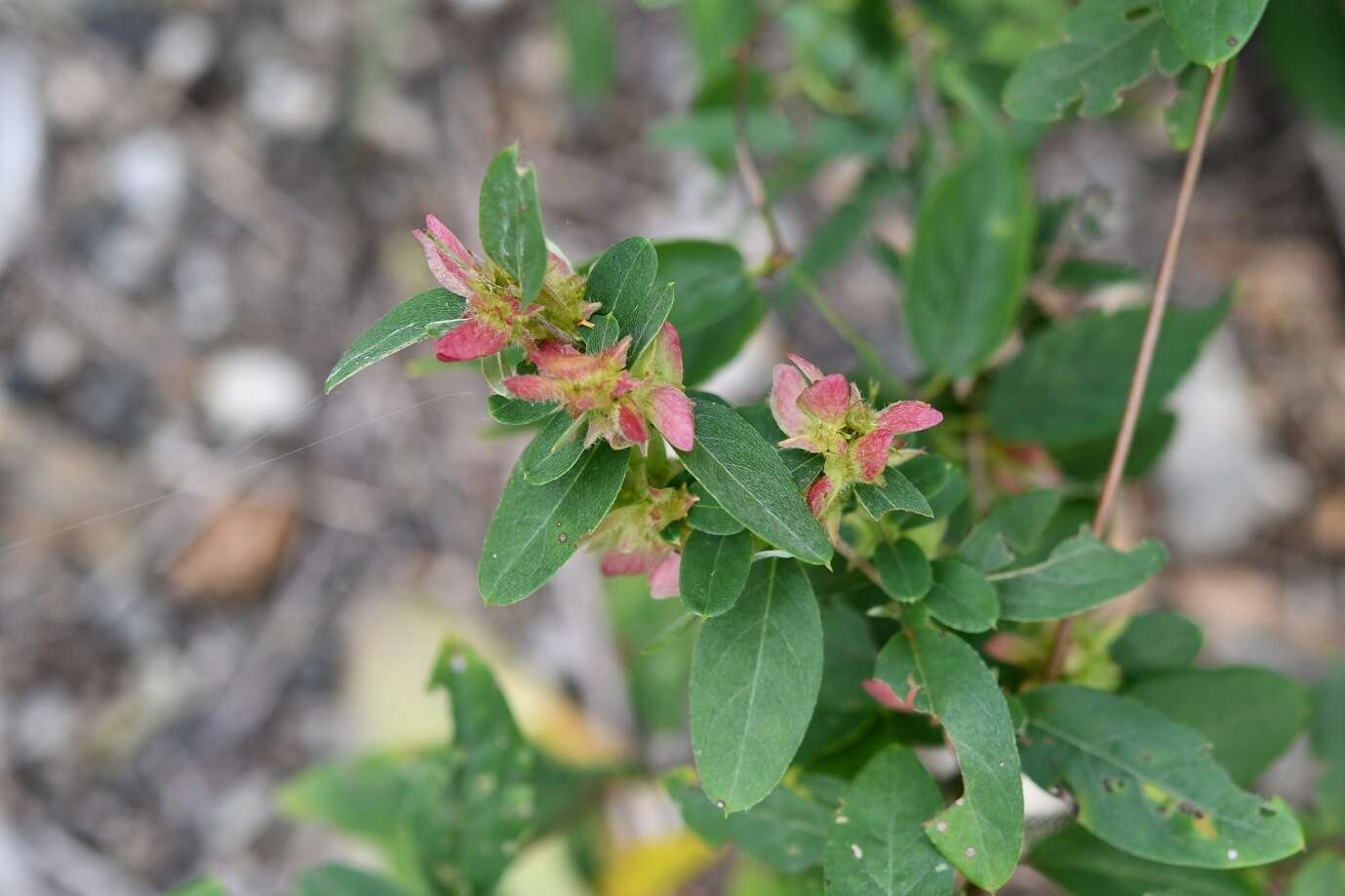 Image of Aspicarpa cynanchoides (Kunth) Hassl.