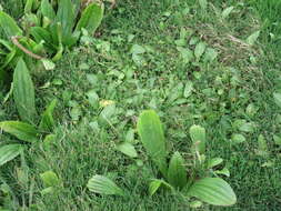 Image of Mexican Plantain