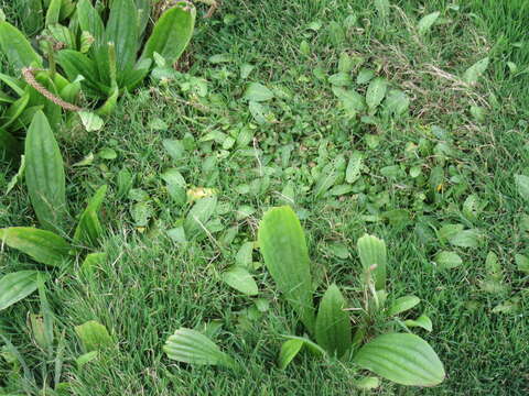 صورة Plantago australis Lam.