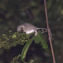 Image of Chestnut Tree Mouse